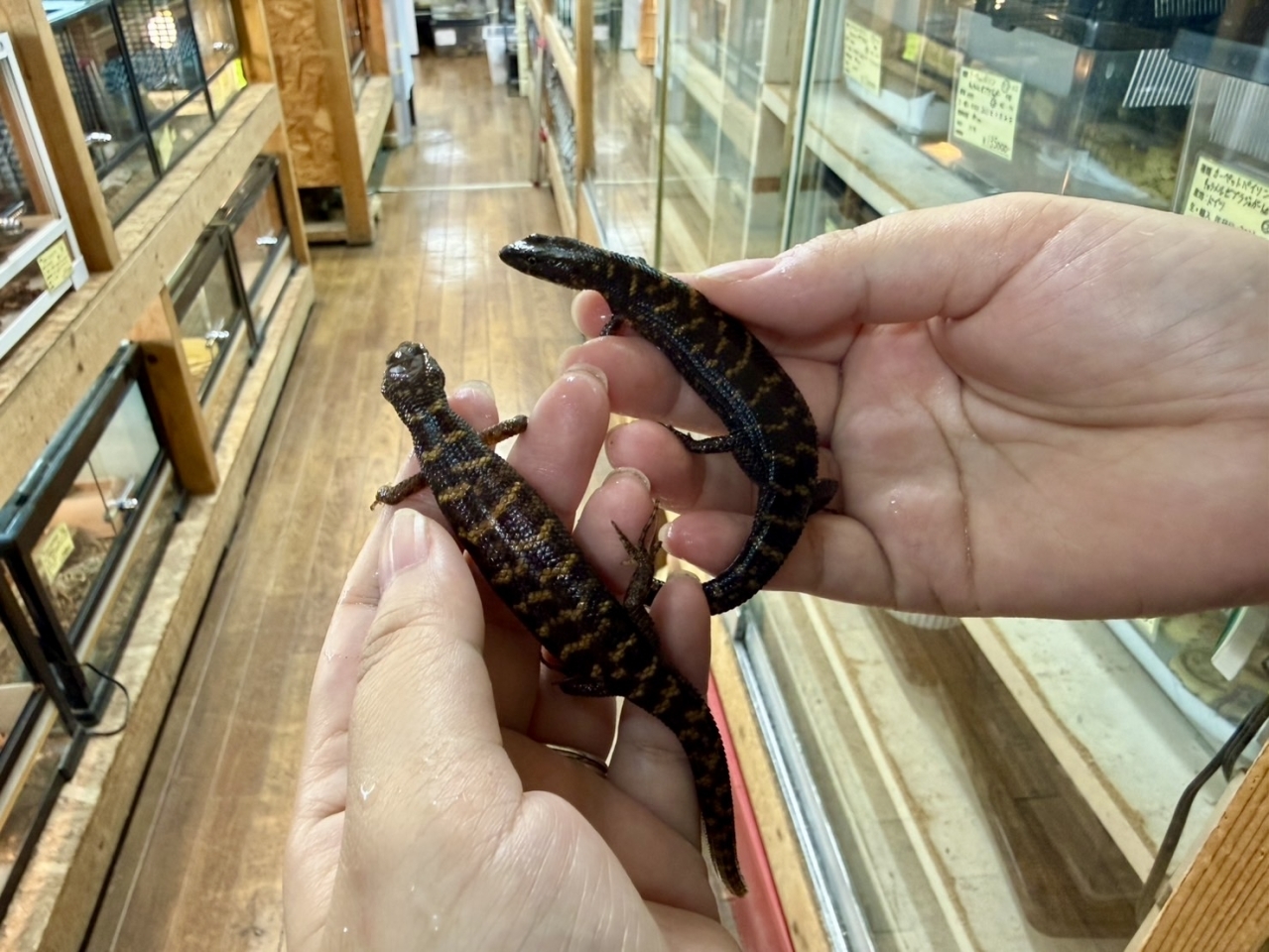 マーフィーウォータースキンク(2)