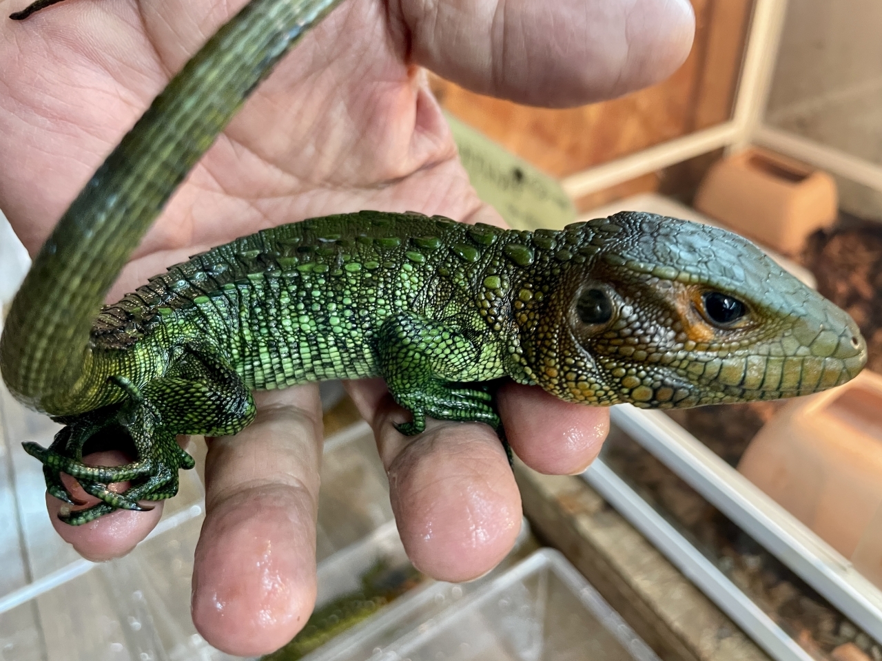 ギアナカイマントカゲ(2)