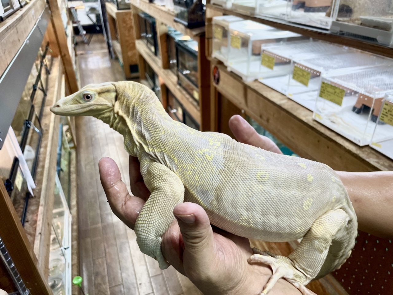 サルバトールモニター（T+アルビノ）(3)