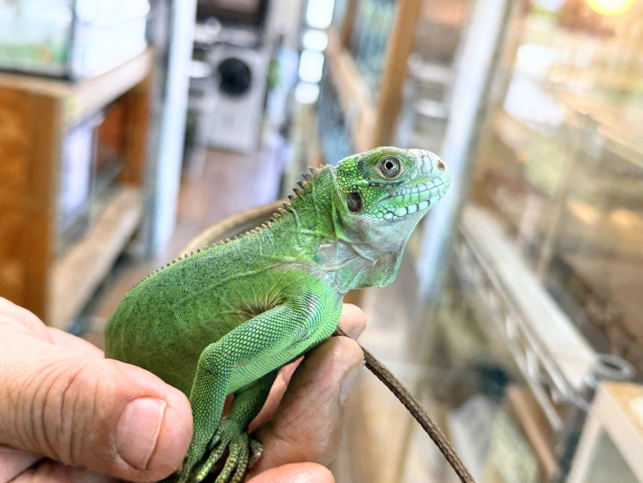 レッサーアンティルイグアナ(2)