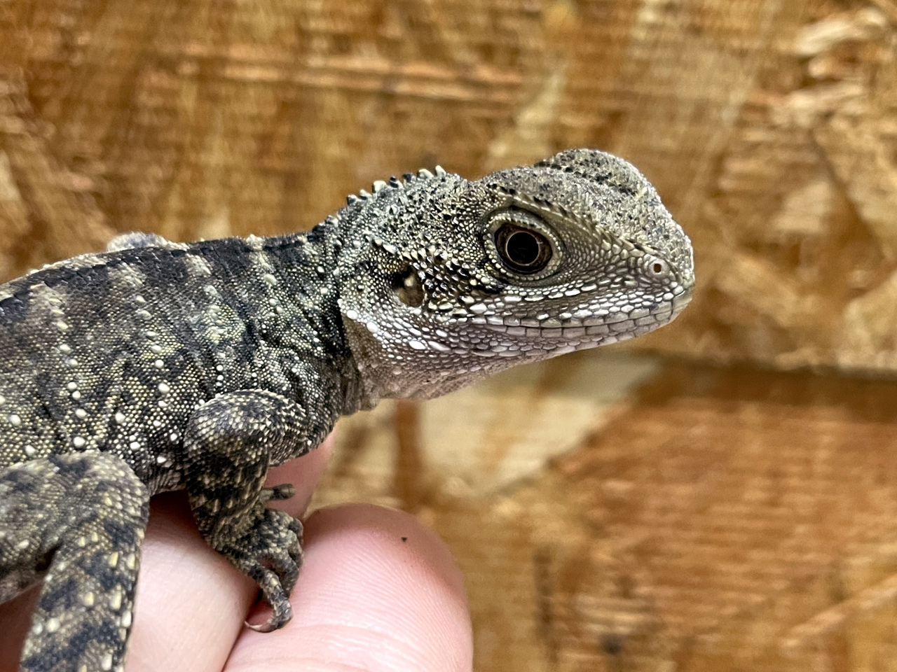 ヒガシウォータードラゴン(3)