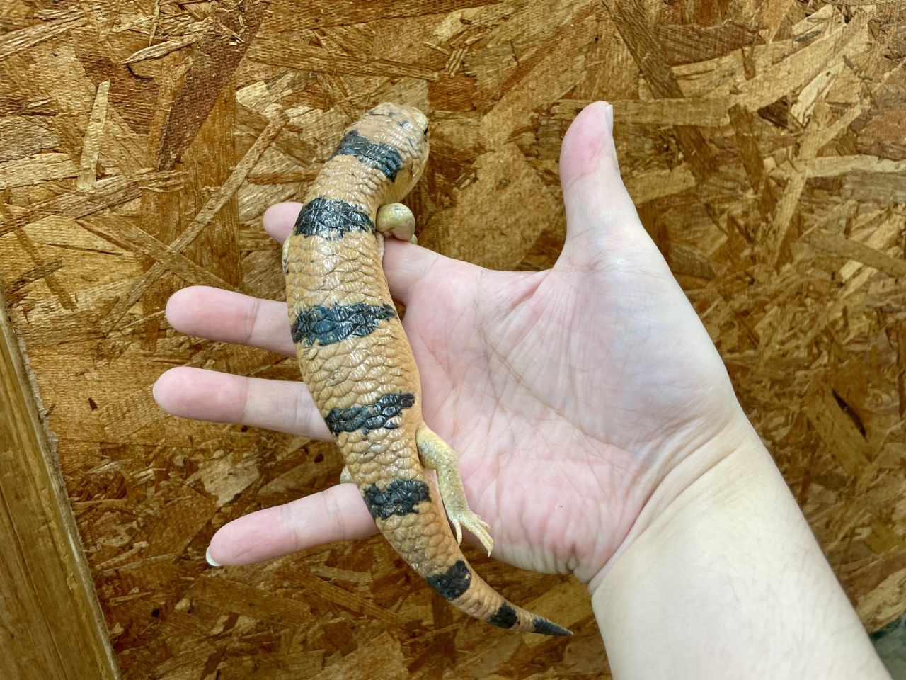 ピーターズバンデッドスキンク(3)