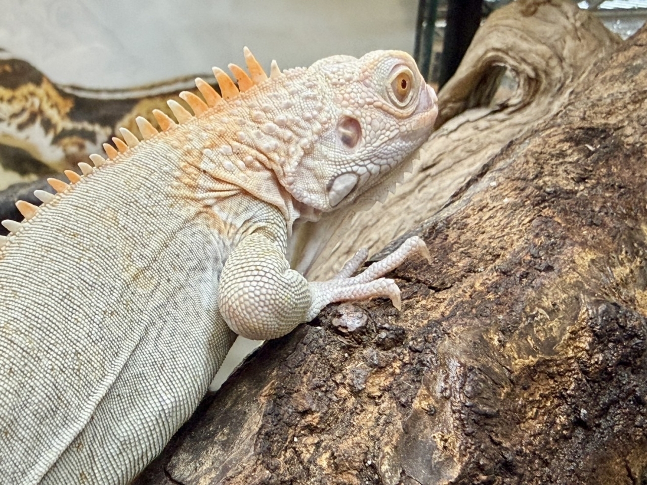 グリーンイグアナ（ノヴァ）(5)