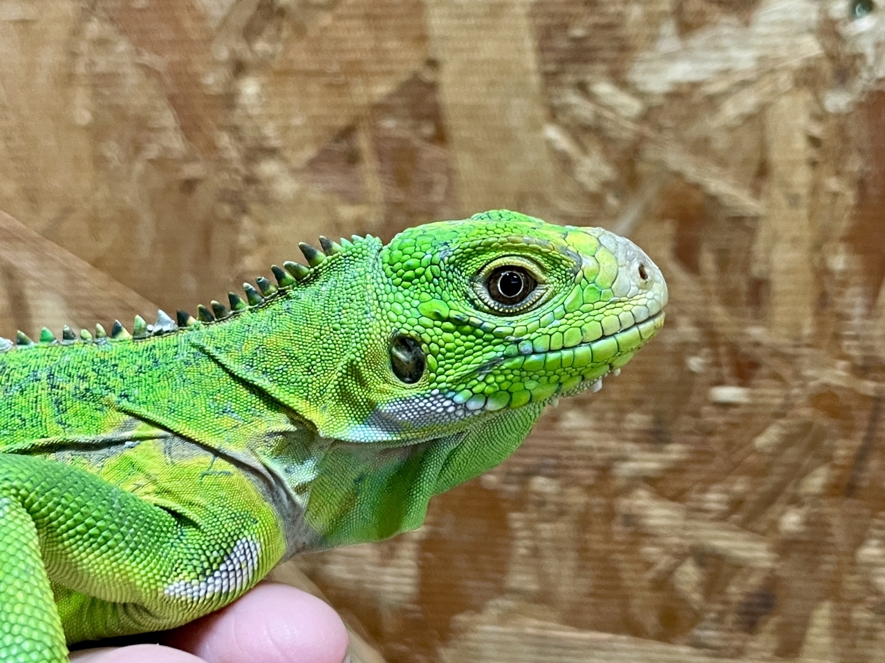 レッサーアンティルイグアナ(5)