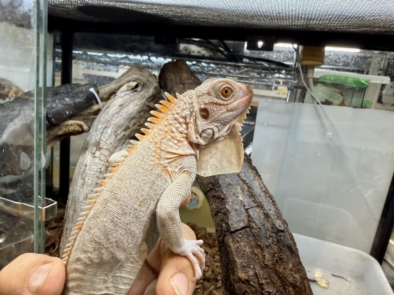 グリーンイグアナ（ノヴァ）(1)