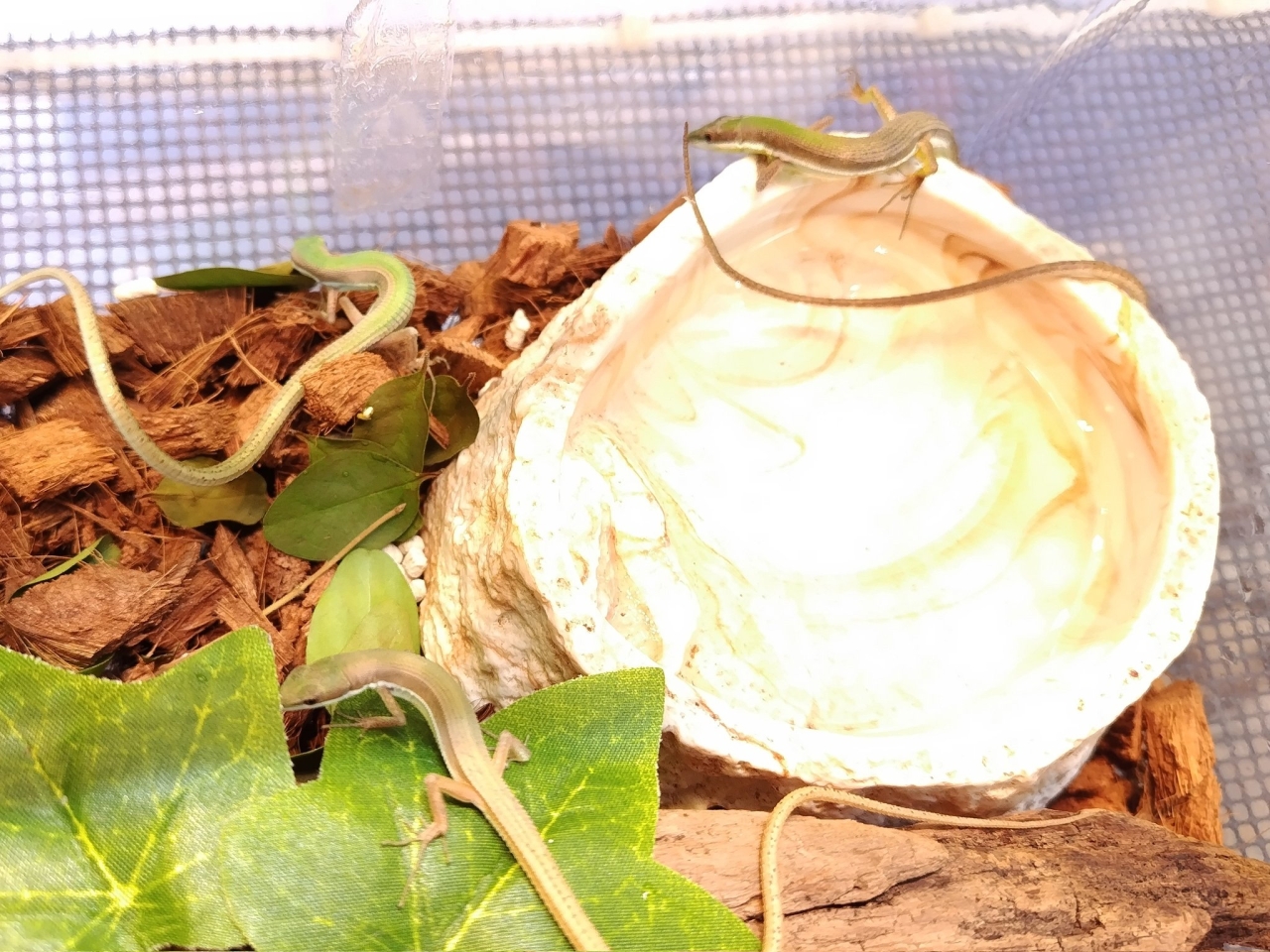 アオカナヘビ(2)