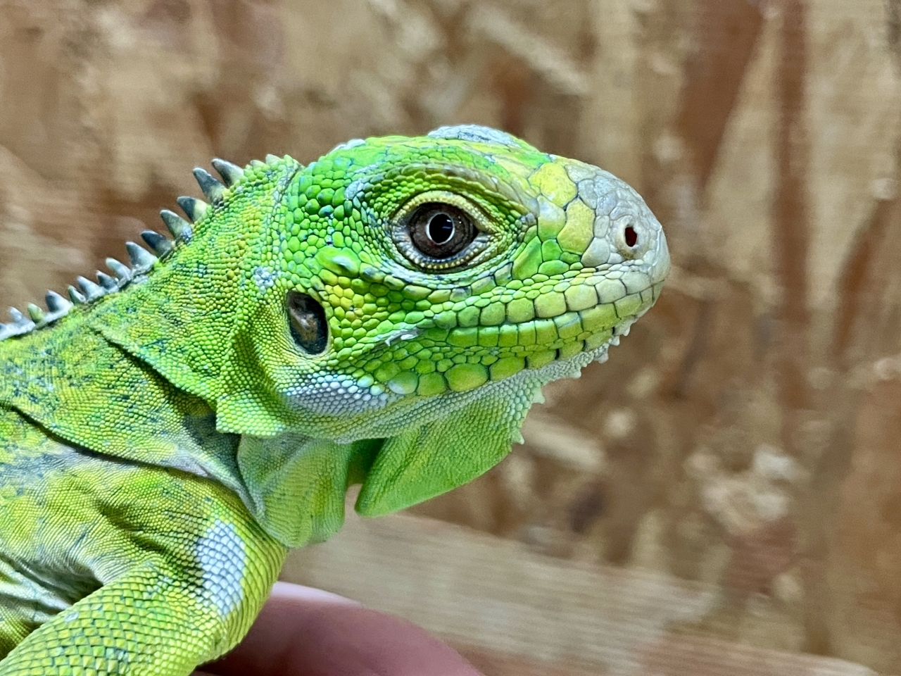 レッサーアンティルイグアナ(5)