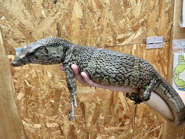 デュメリルモニター