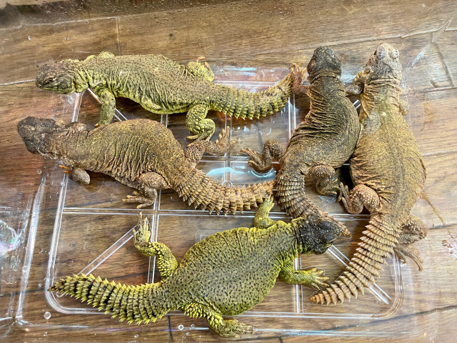 ディスパートゲオアガマ