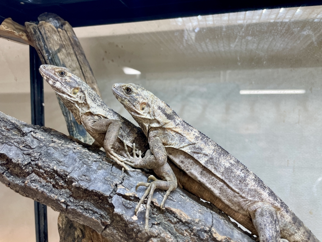 バナナスパイニーテールイグアナ（パンダパイド）(1)