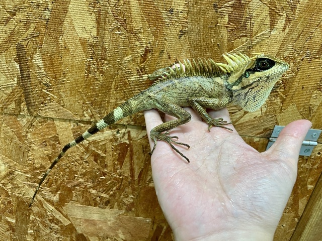 ナタリアクシトカゲ