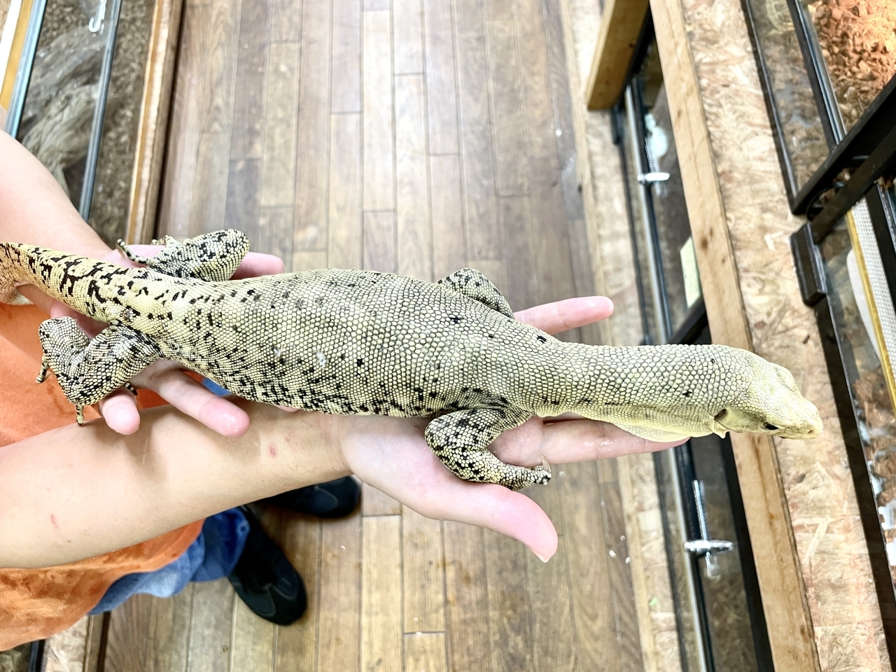 イエローヘッドモニター（スクリーマスペシャル）（パターレス）(3)