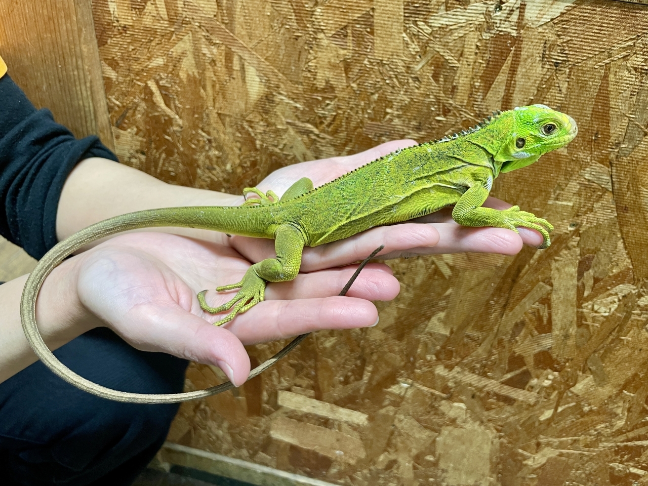 レッサーアンティルイグアナ(4)