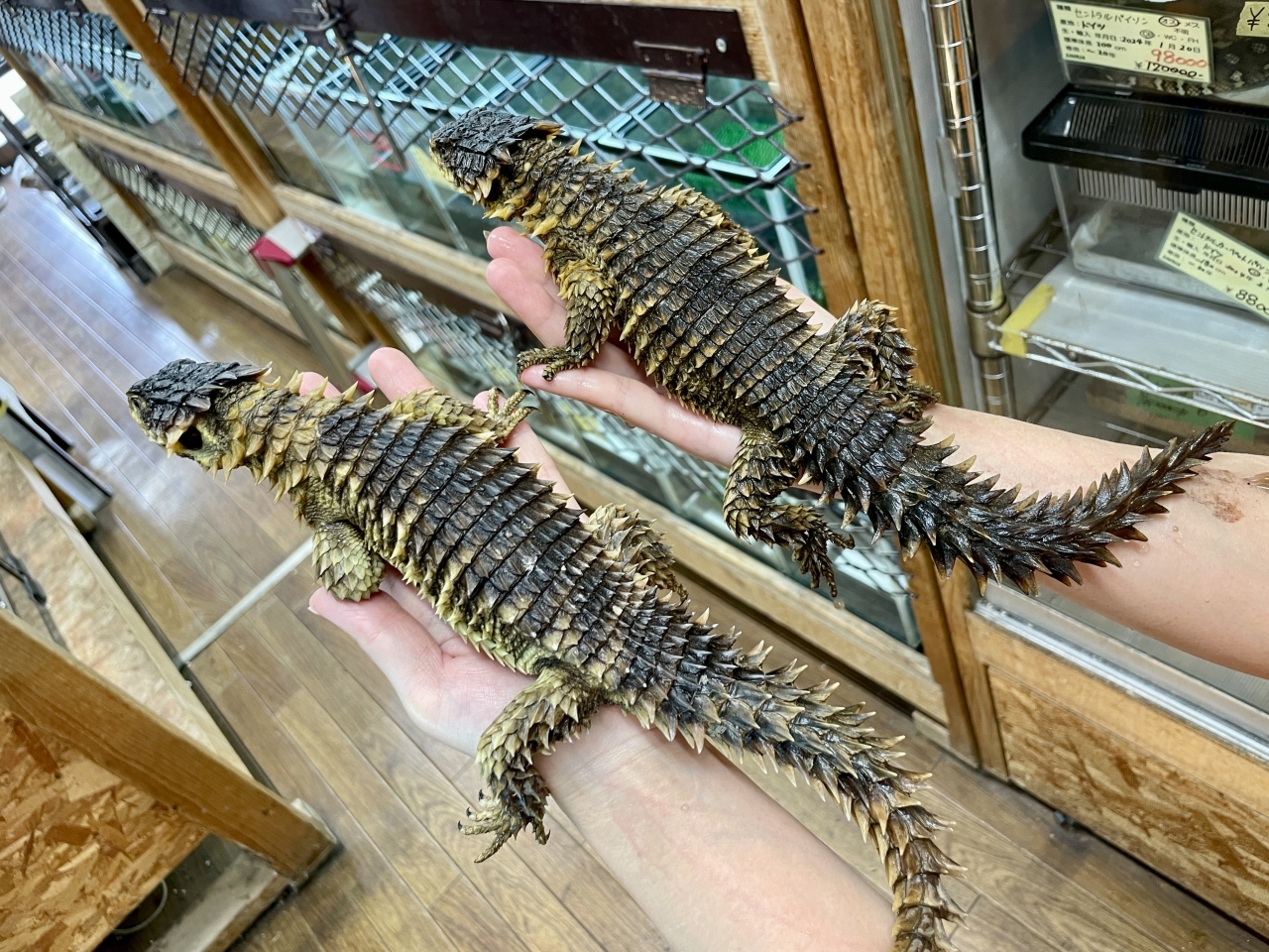 オオヨロイトカゲ(3)