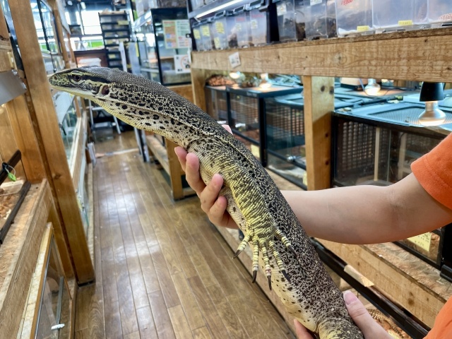 グールドモニター