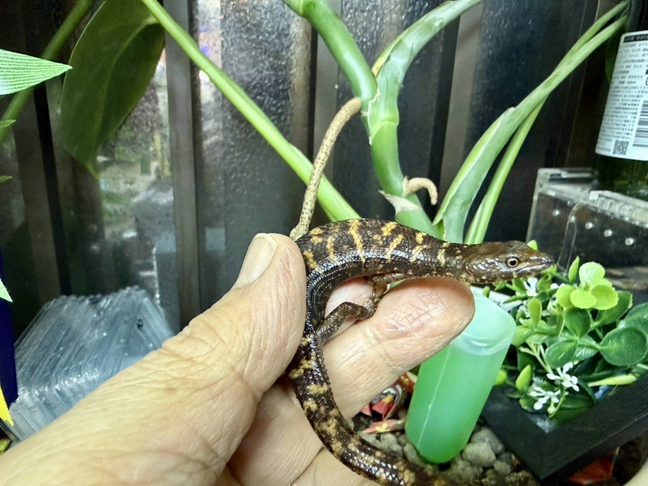 マーフィーウォータースキンク(3)