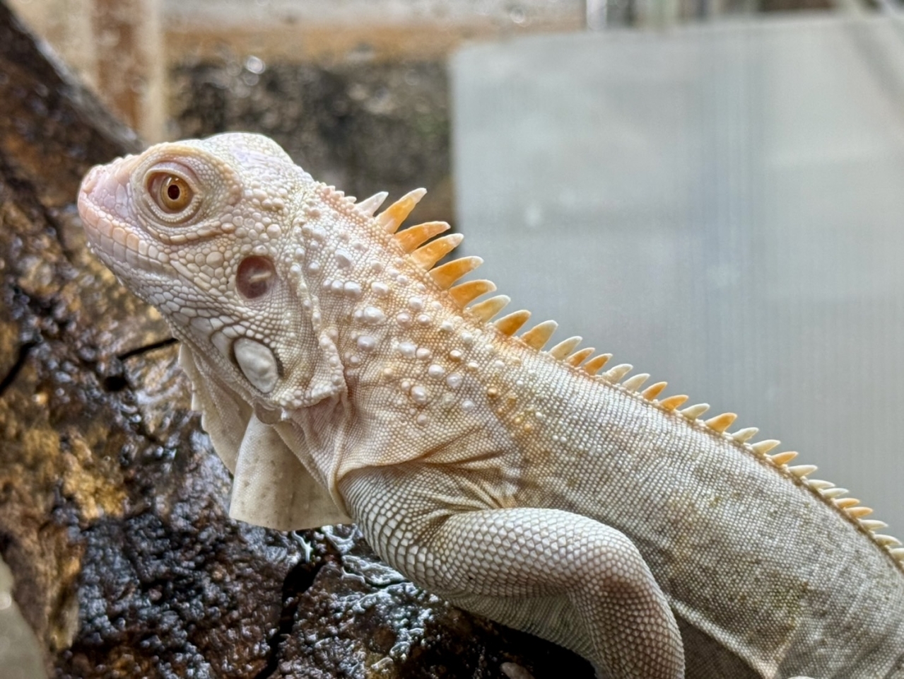 グリーンイグアナ（ノヴァ）(4)