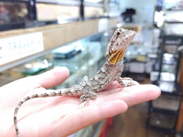 エリマキトカゲ