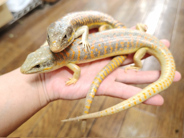 シュナイダースキンク