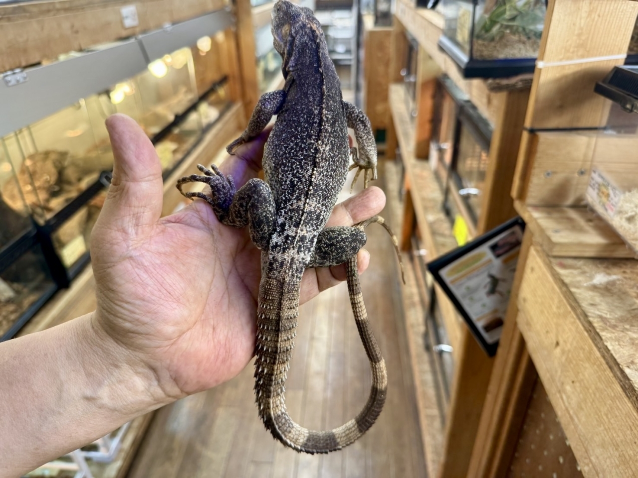 ブルーペクティナータ(3)