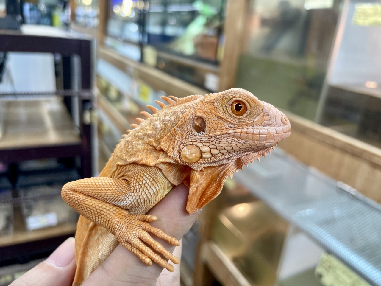 グリーンイグアナ（レッドアルビノ）(3)