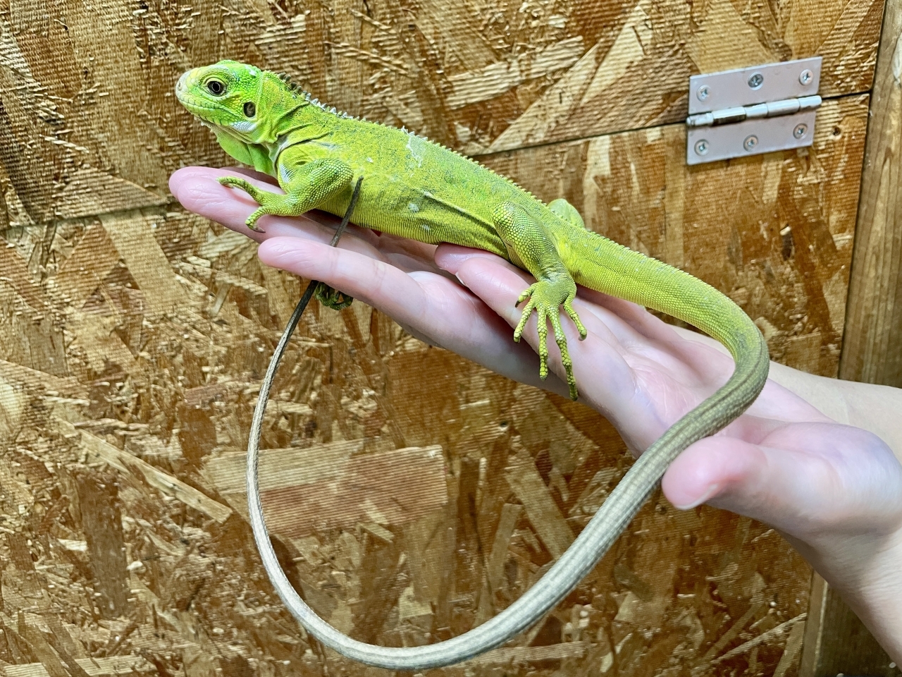 レッサーアンティルイグアナ(2)