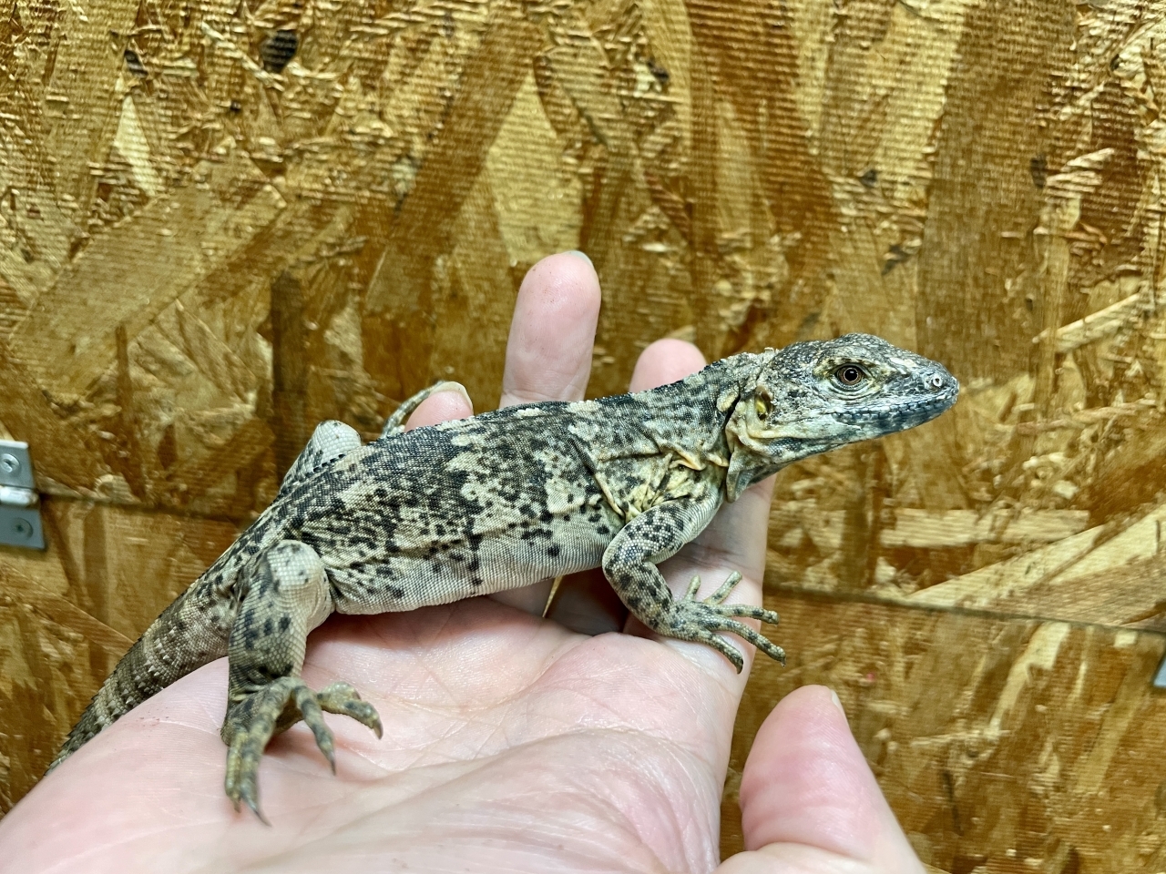 バナナスパイニーテールイグアナ（ケリーライン）(2)