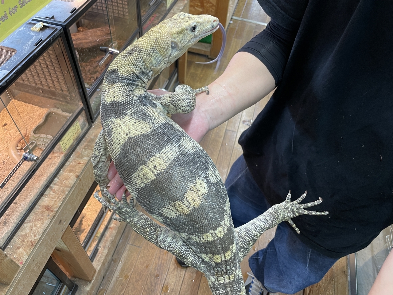 サルファモニター（ハイイエロー）(2)