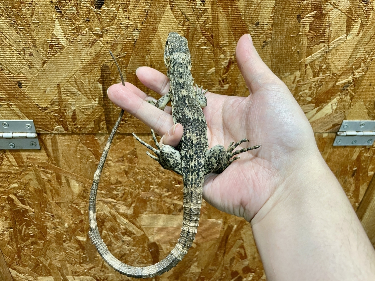 バナナスパイニーテールイグアナ（ケリーライン）(3)