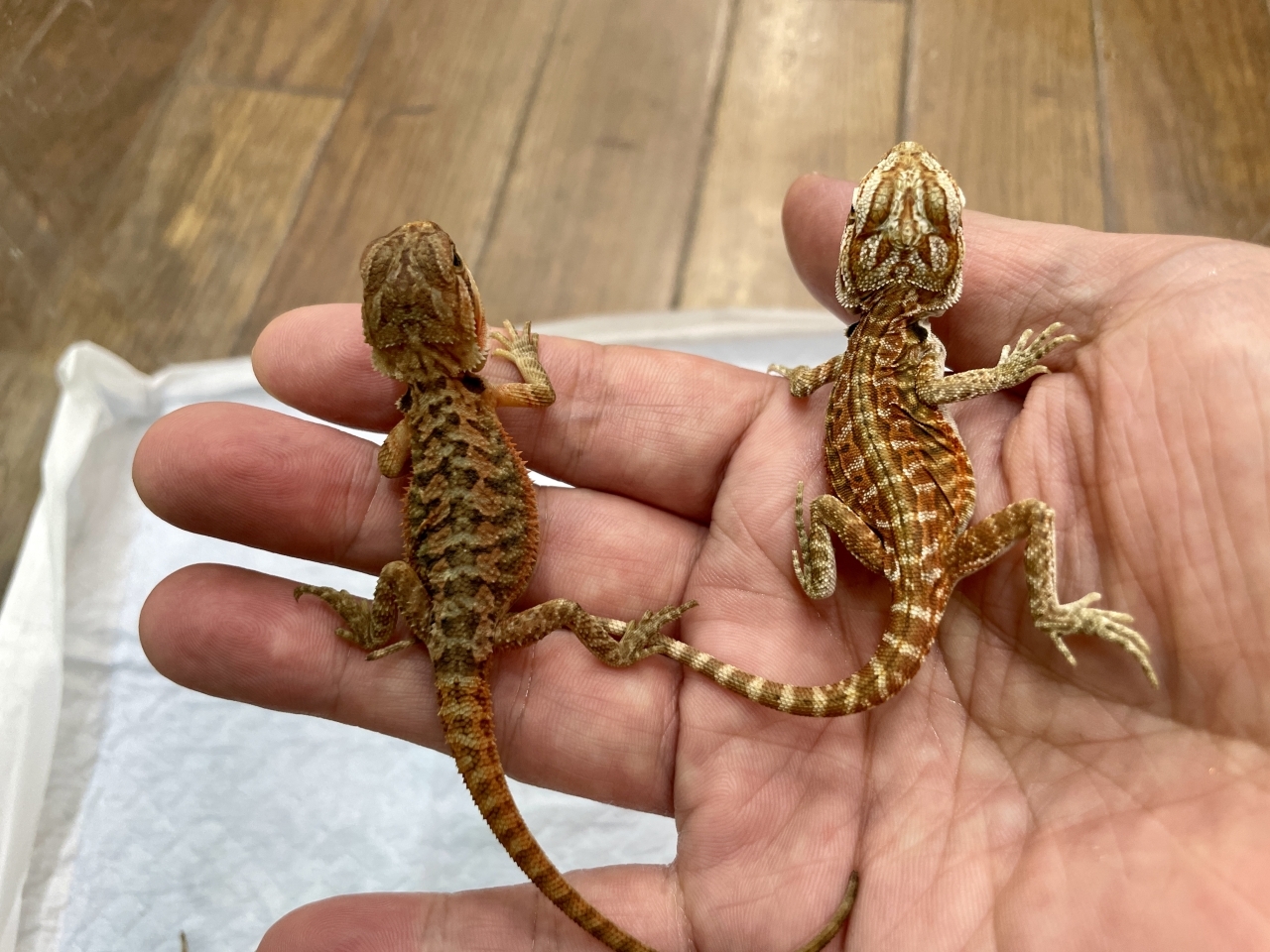 フトアゴヒゲトカゲ（レッド）（イエロー）（レッドトランス）(6)