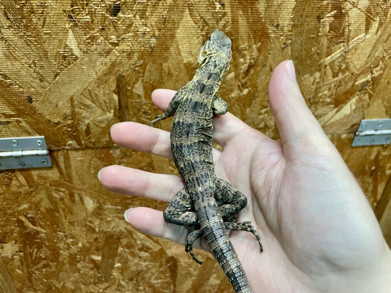 バナナスパイニーテールイグアナ（ケリーライン）(4)