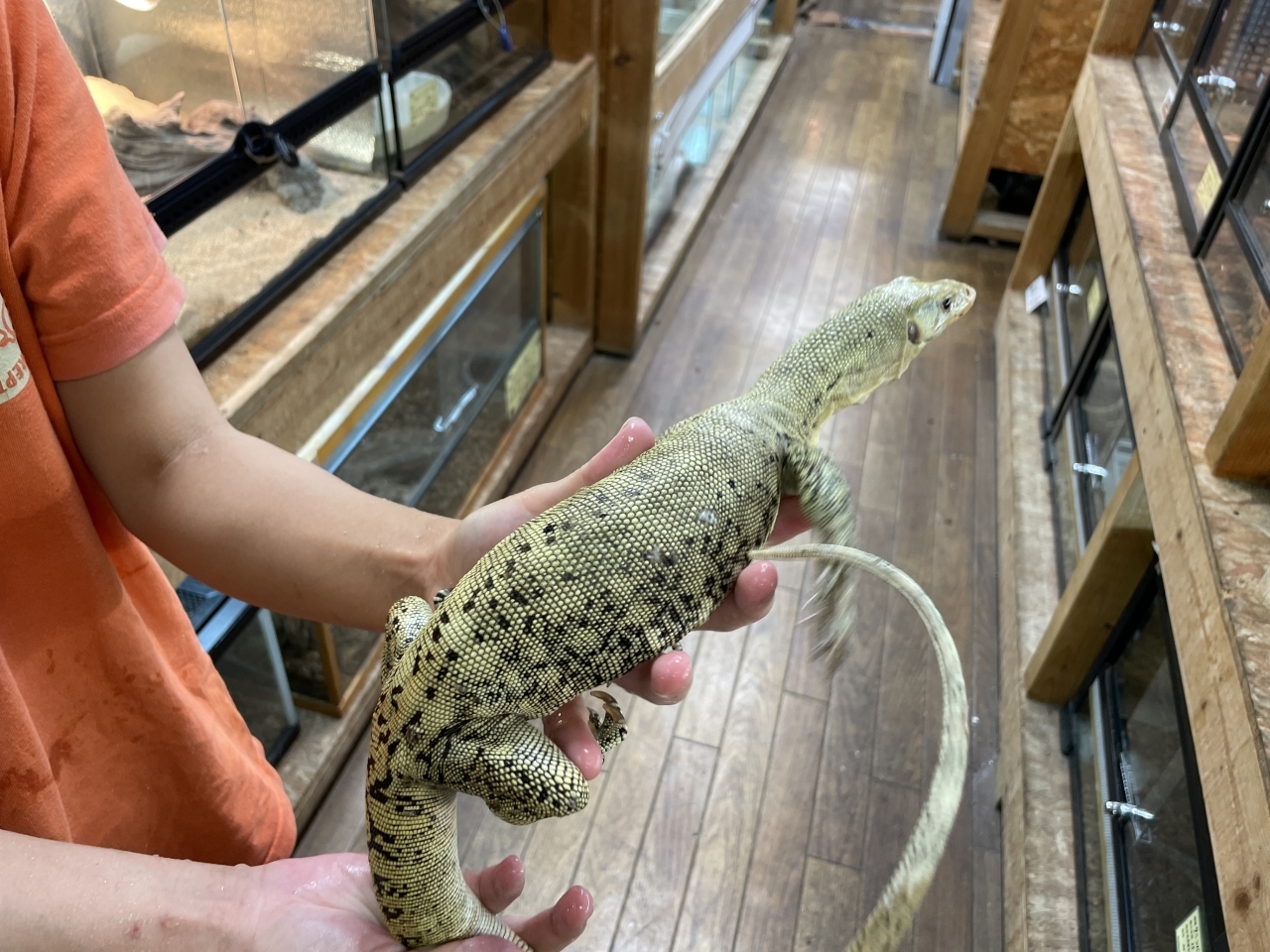 イエローヘッドモニター（スクリーマスペシャル）（パターレス）(5)