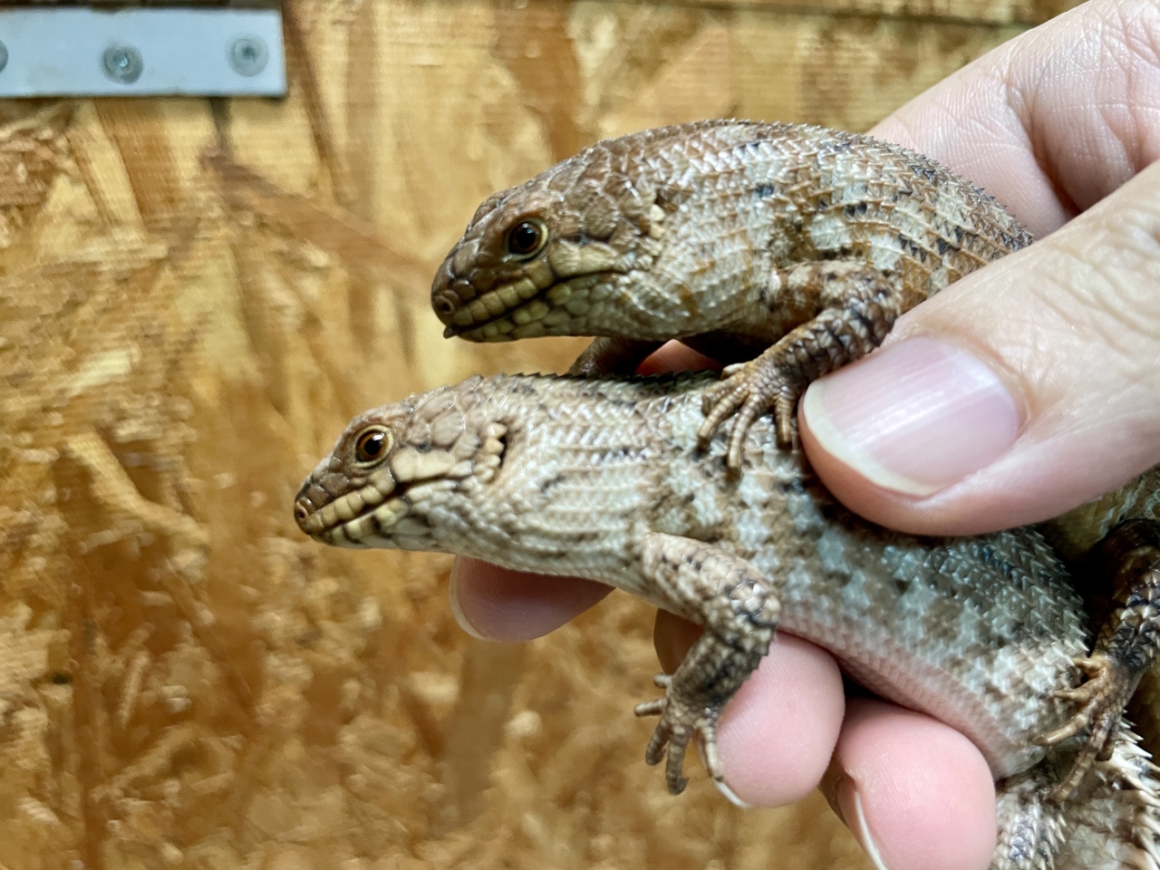 ストケスイワトカゲ（バディア）(5)