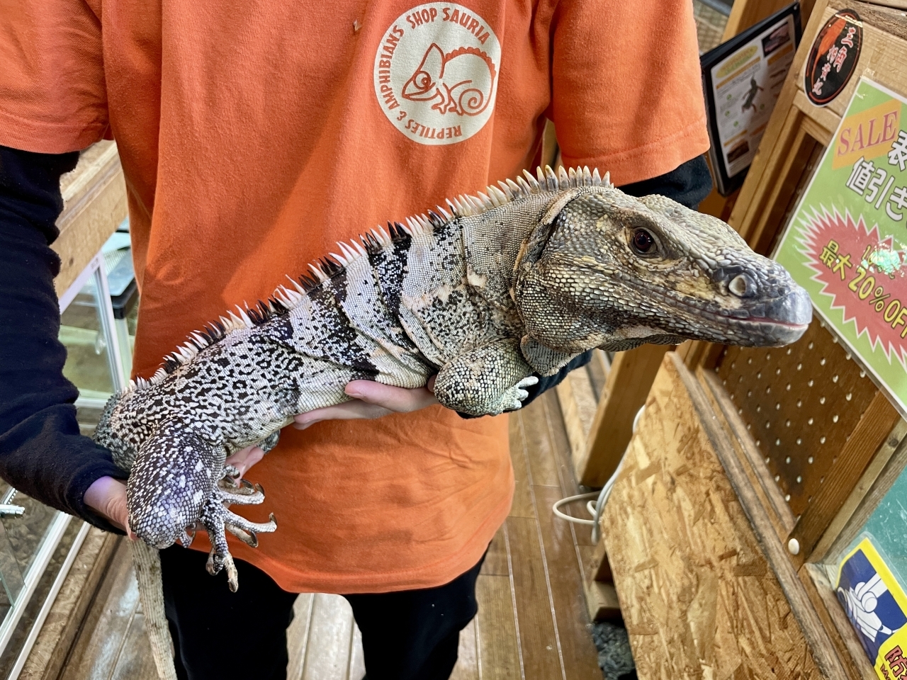 ツナギトゲオイグアナ(2)