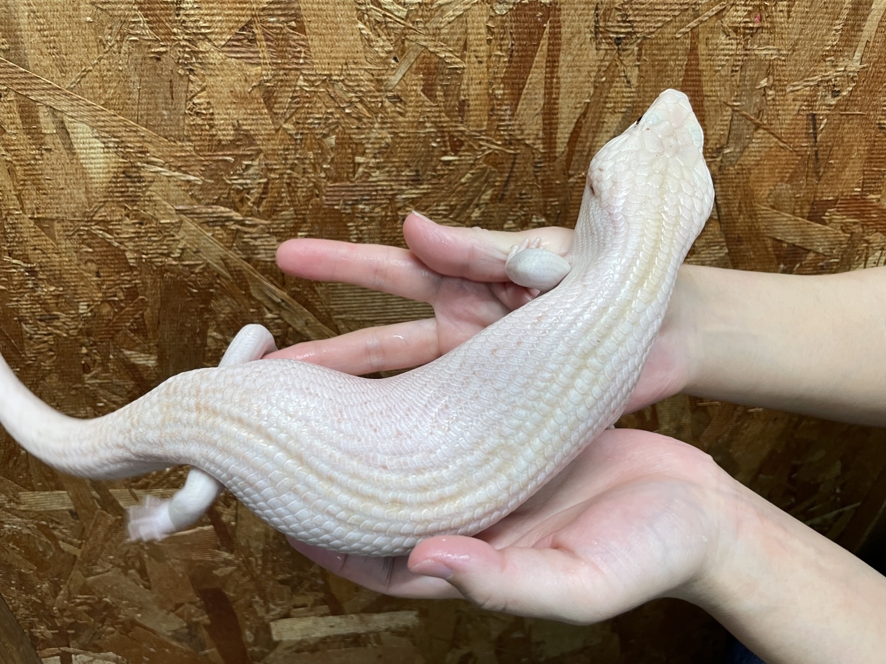 キタアオジタトカゲ（スーパーハイポ）(4)
