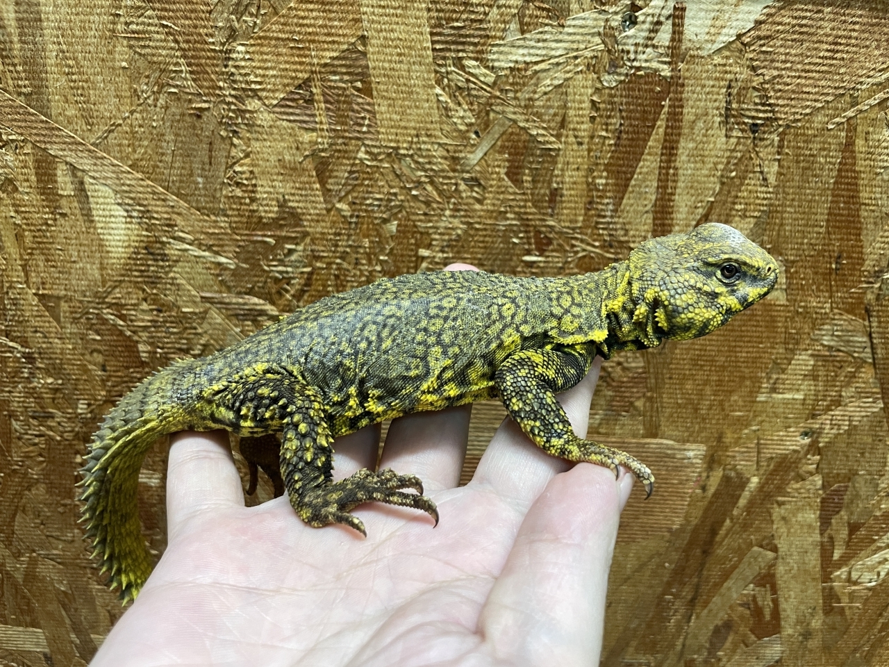 ゲイリートゲオアガマ（イエロー）(3)