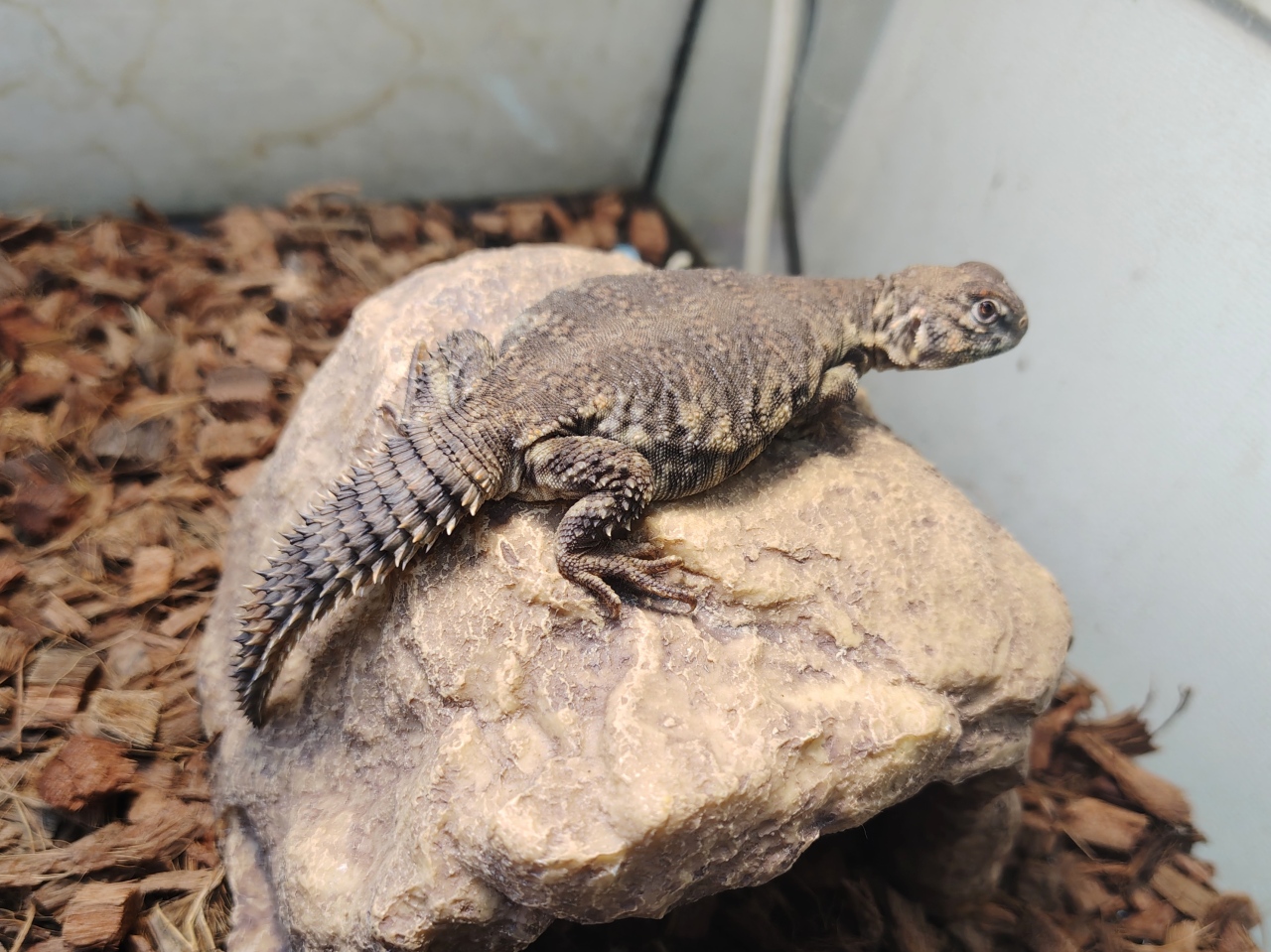ゲイリートゲオアガマ(1)