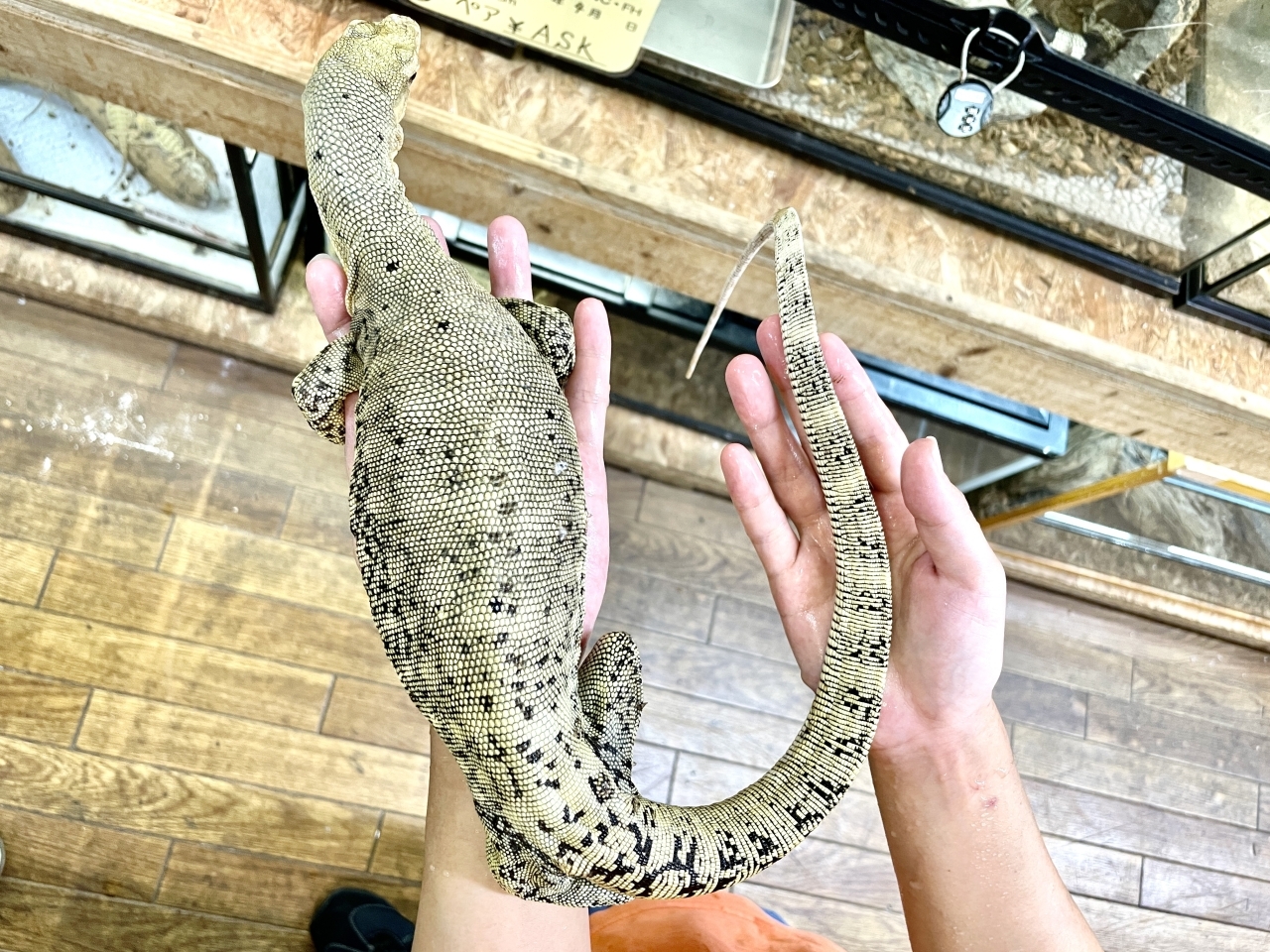 イエローヘッドモニター（スクリーマスペシャル）（パターレス）(2)