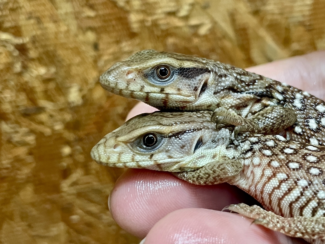 サバンナモニター(4)