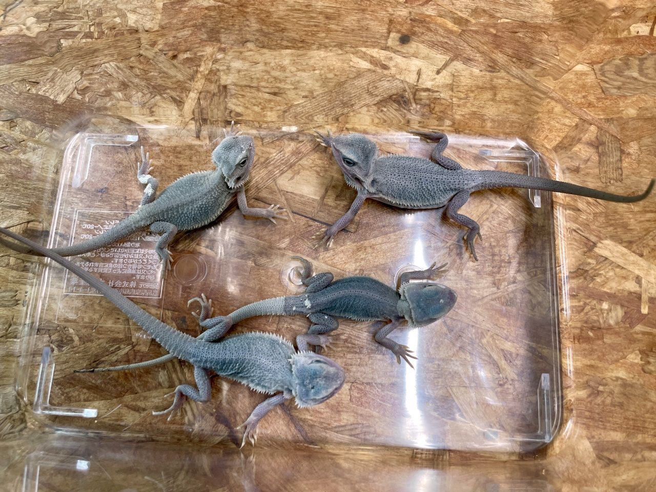 フトアゴヒゲトカゲ（ハイポトランスゼロ）(3)