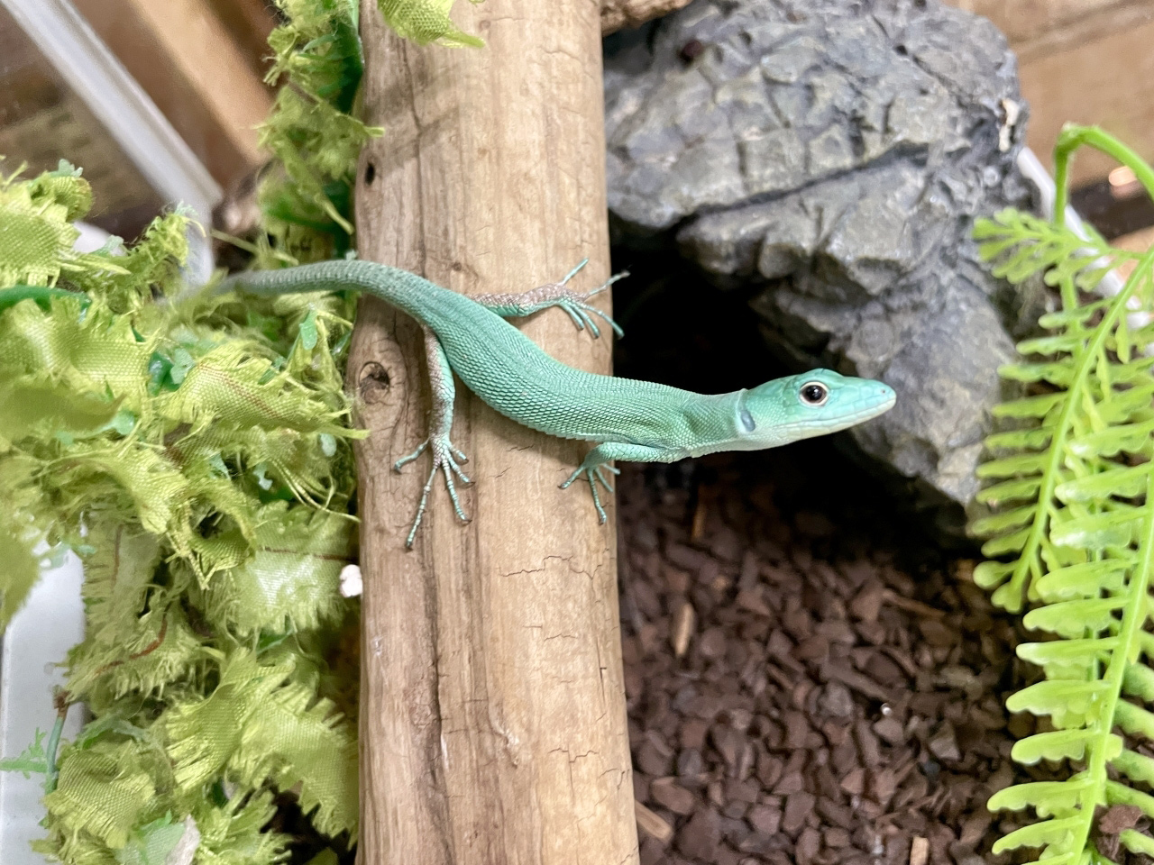 ミドリガストロカナヘビ(2)