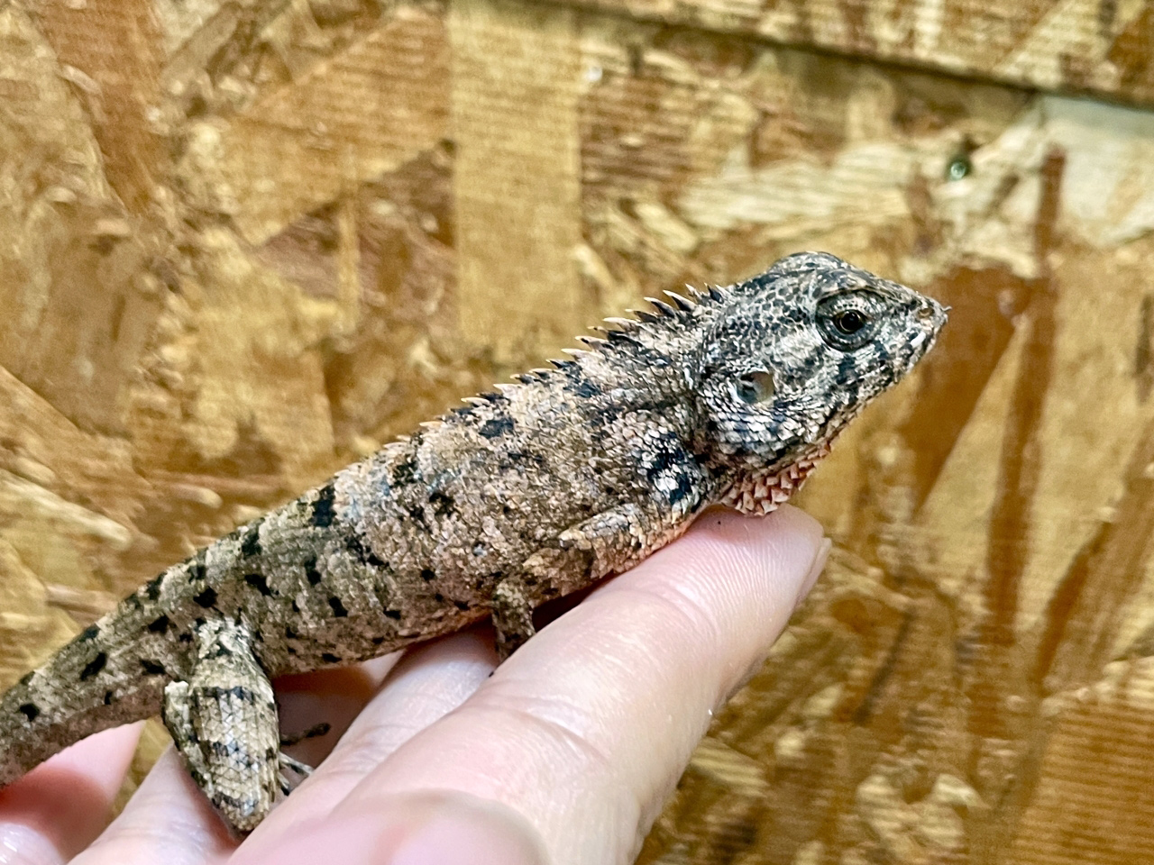 イロカエカロテス(2)