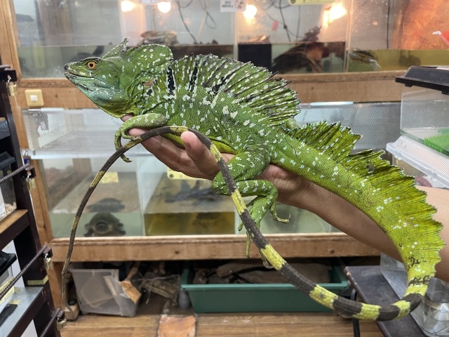 グリーンバシリスク