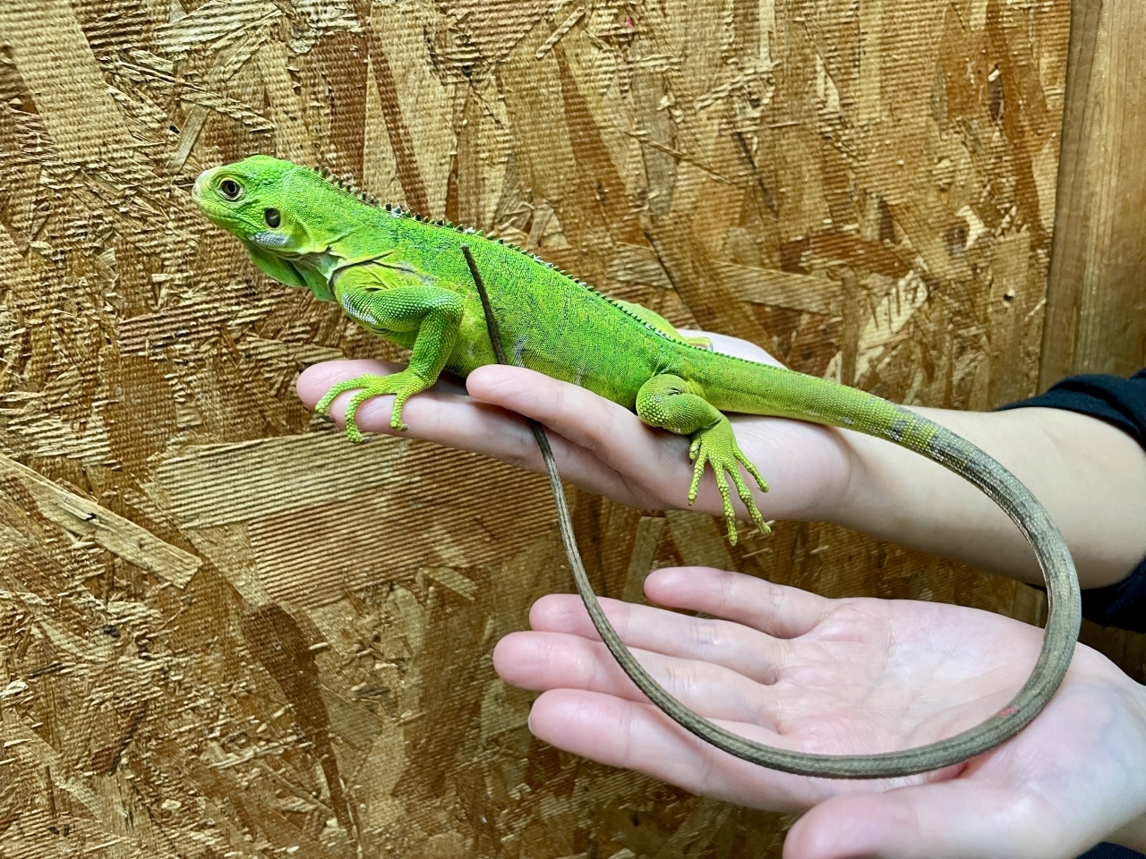 レッサーアンティルイグアナ(2)