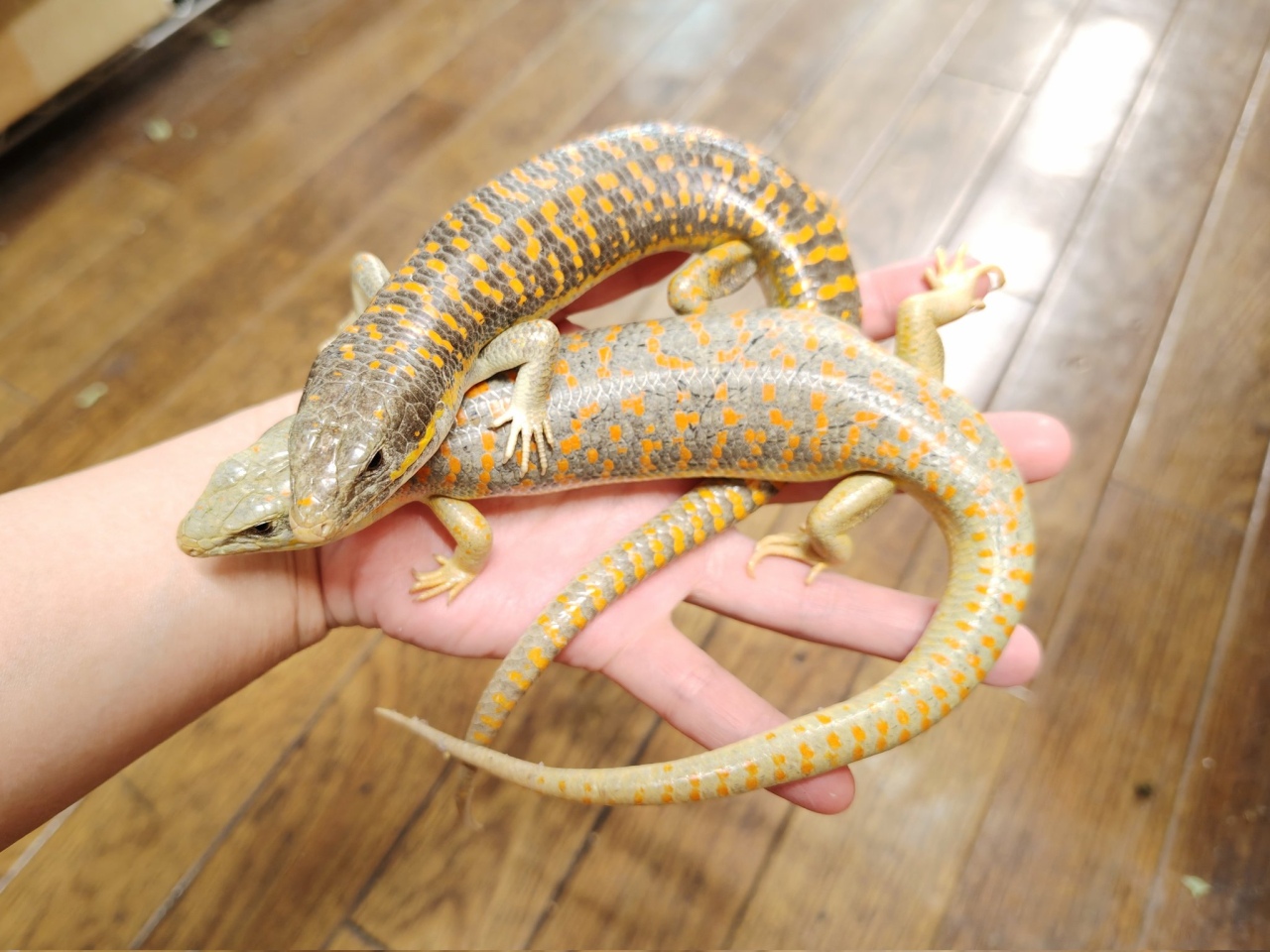 シュナイダースキンク(2)