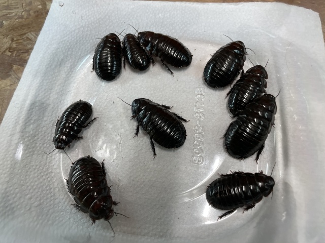 ヨロイモグラゴキブリ