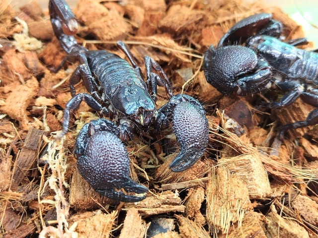 ダイオウサソリ