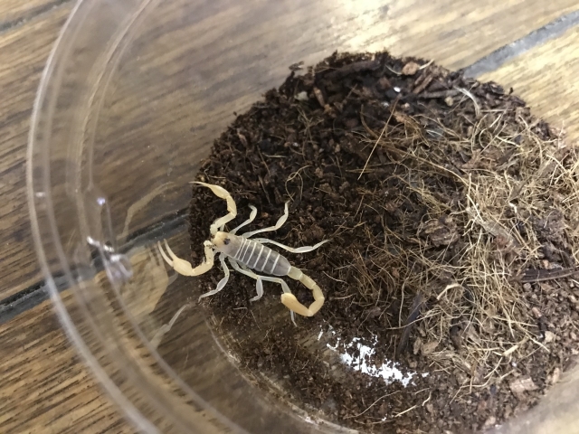 デューンスコーピオン