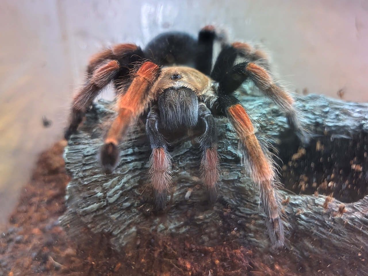 メキシカンファイアーレッグ(3)