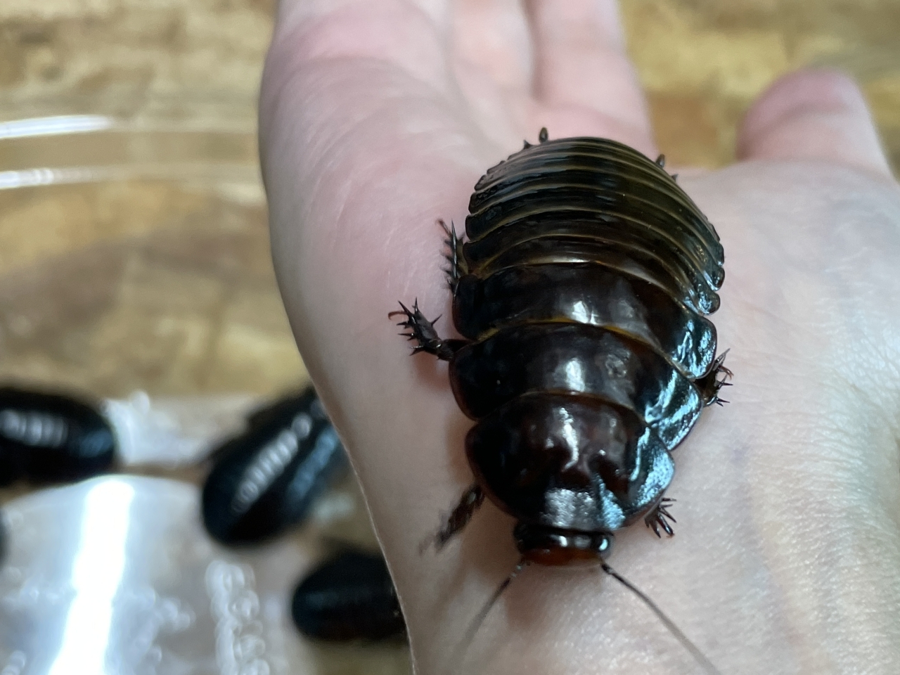 ヨロイモグラゴキブリ(3)